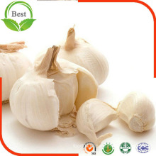 6.5cm up Normal Pure White Garlic From China